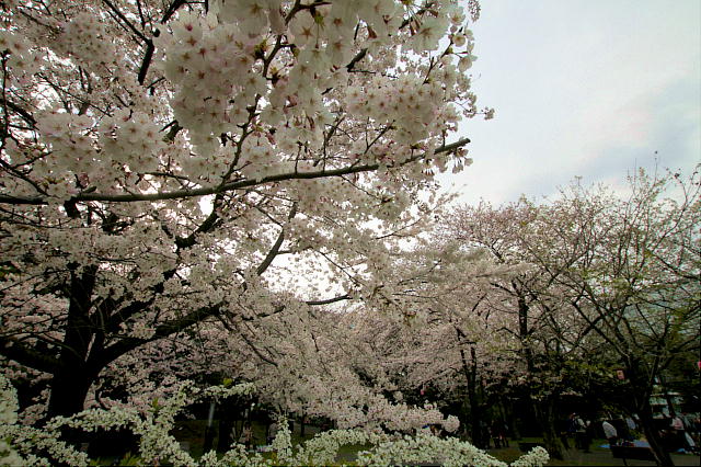 2012年桜_02.JPG